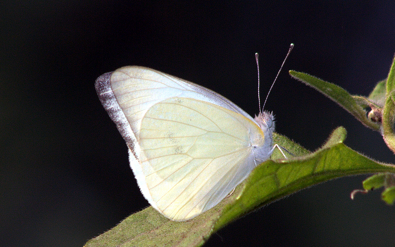 Malayalam Butterfly Names